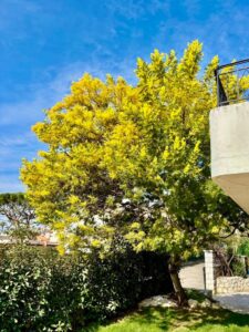 Jardin avec mimosa en fleurs La Bellaudiere Cagnes-sur-mer