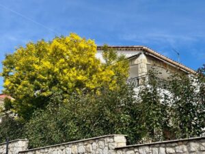 Photo La Bellaudiere Cagnes-sur-mer vue de la rue avec Mimosa en fleurs